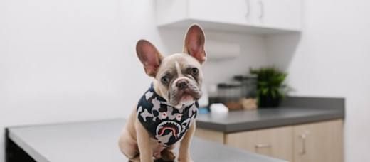 Técnico em Veterinária
